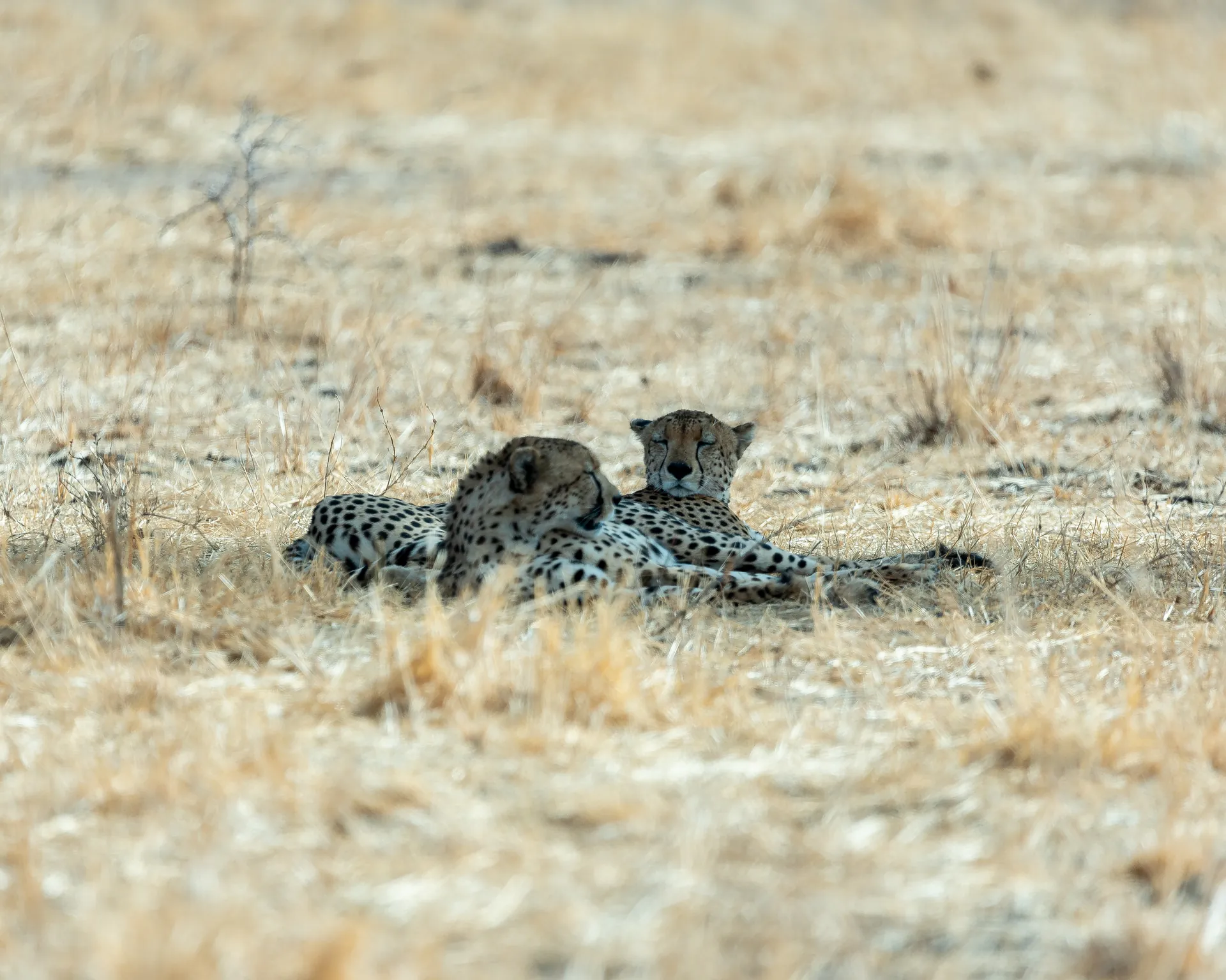 Cheetah resting on an East African safari plain